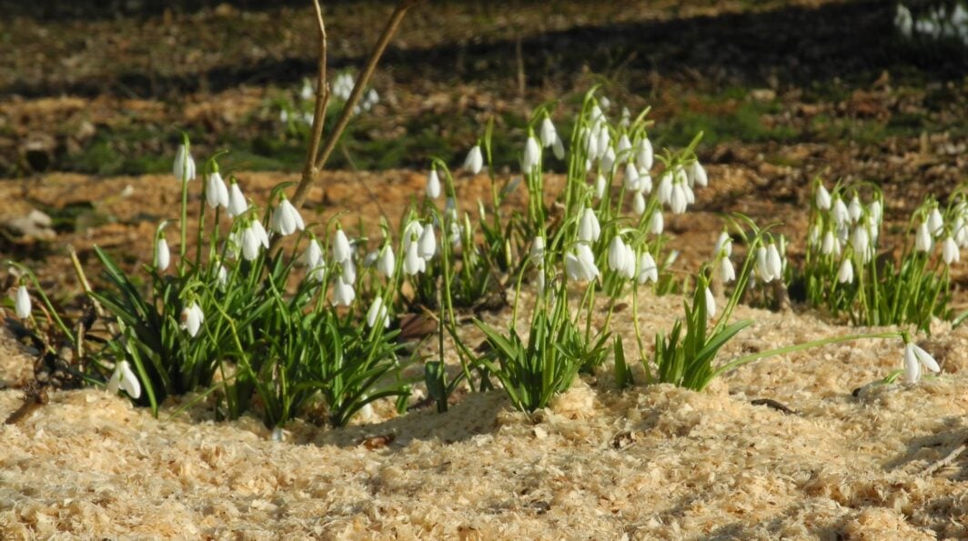 Evenley Wood Garden Snowdrops