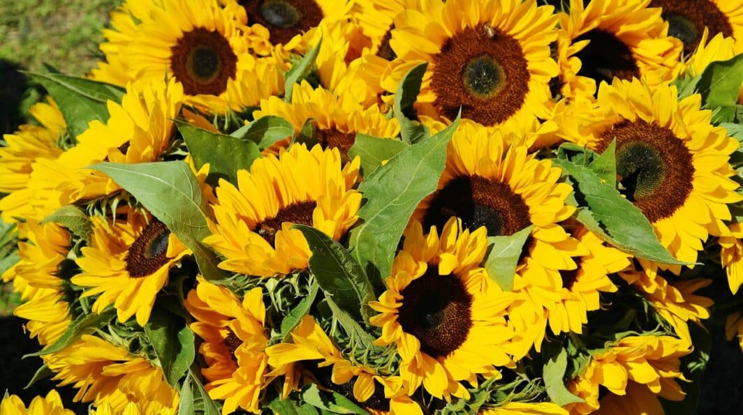 Plant a Sunflower