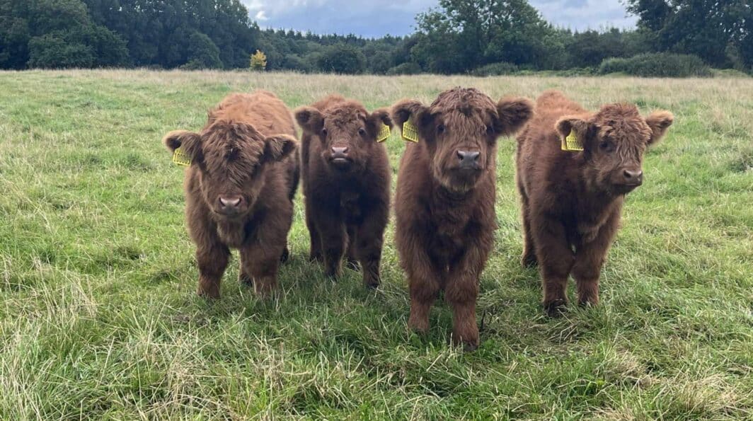 Sip & Paint with Highland Cows
