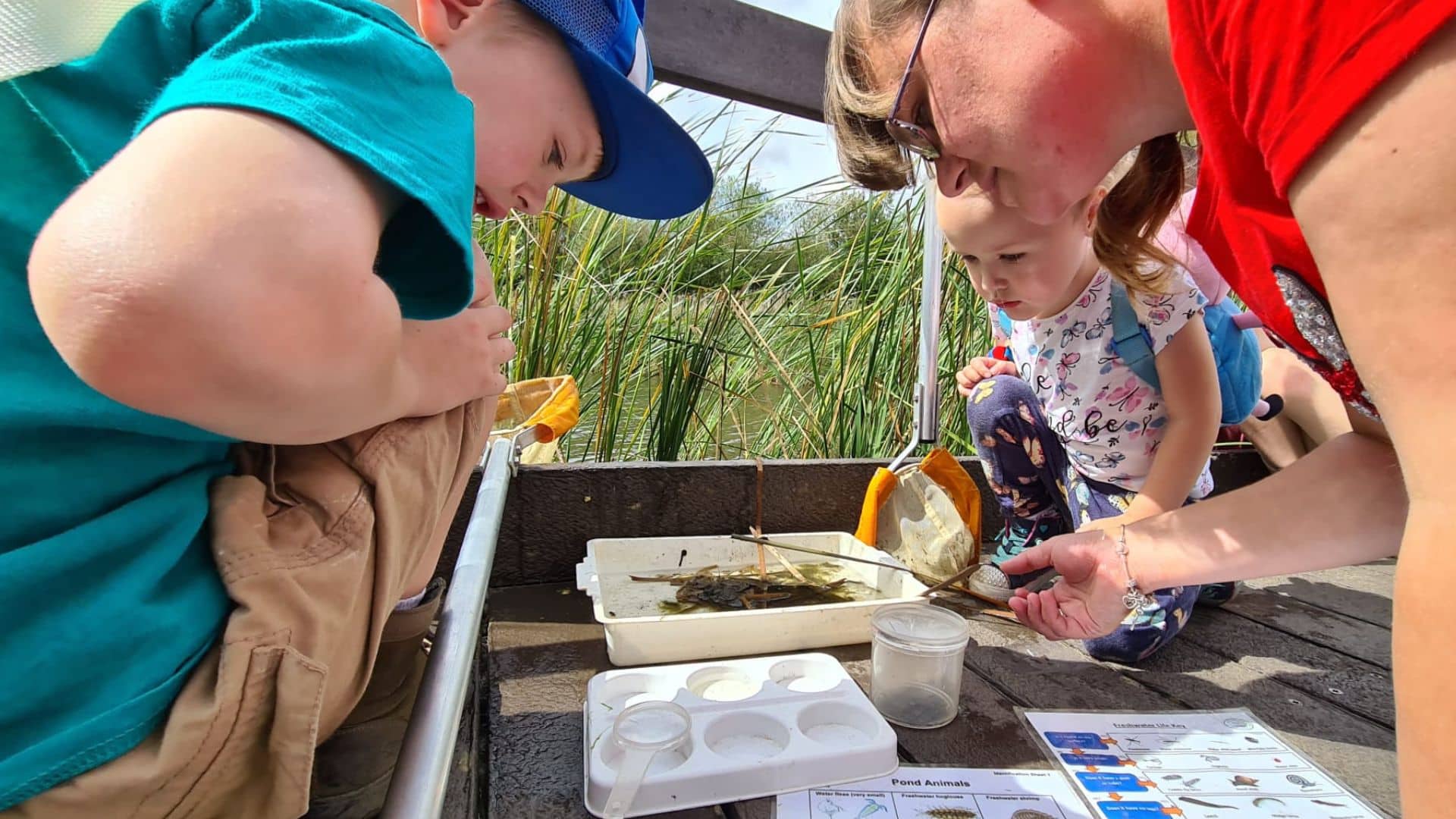 a group of small children looking over a tray full of insects from pond dipping.