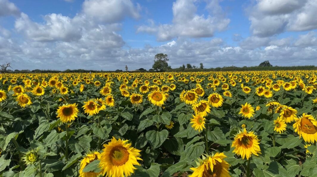 Top Spots for Flower & Fruit Picking in Northamptonshire
