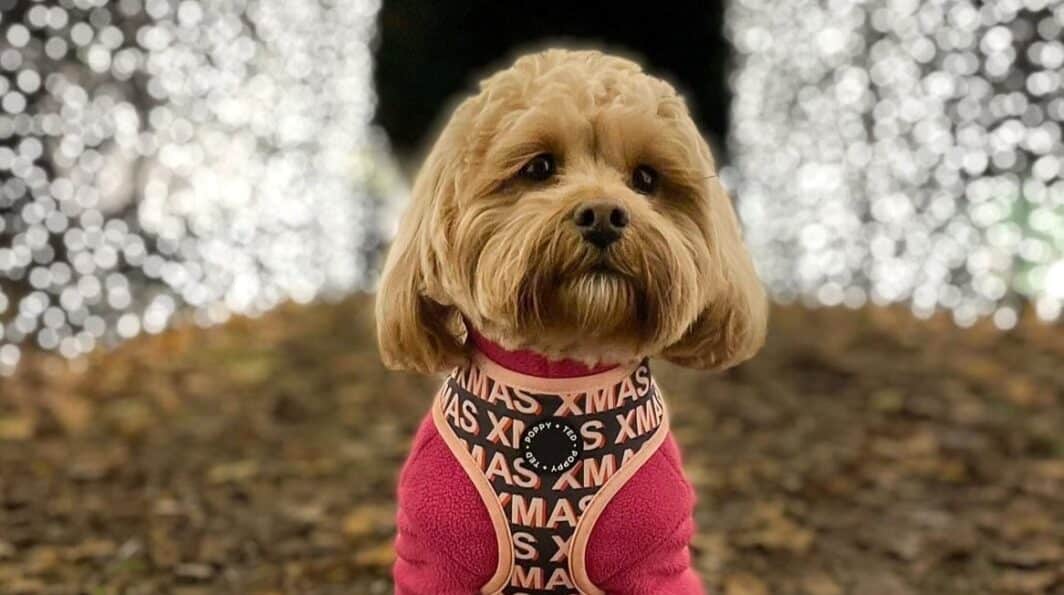 Northamptonshire with Nellie: Dog-Friendly Christmas Activities