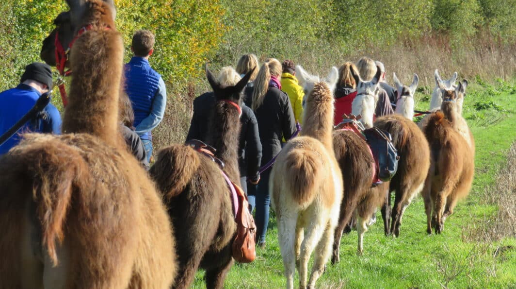 Discover the Story Behind Catanger Llamas