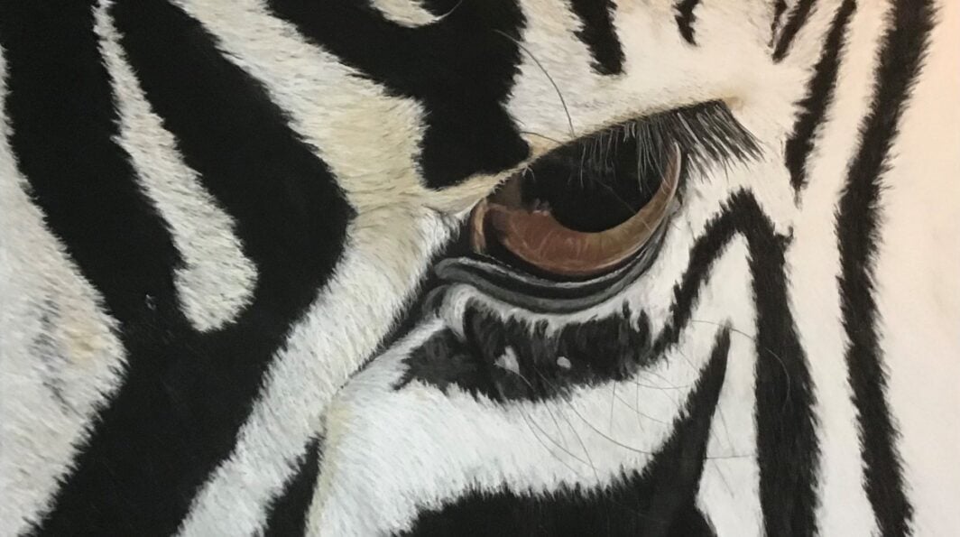 NORTHAMPTON: The Shoosmith Gallery presents: 'Drawn from the Wild' - An Exhibition of Animal Art by Cate Kutas